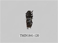 藏品(菲律賓產昆蟲)的圖片